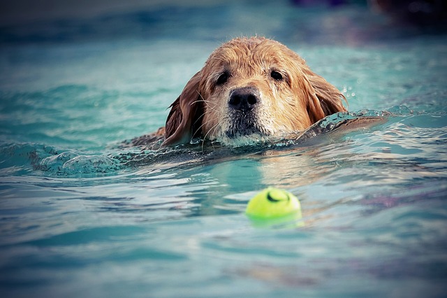 Spiagge Per Cani Sul Lago Di Garda